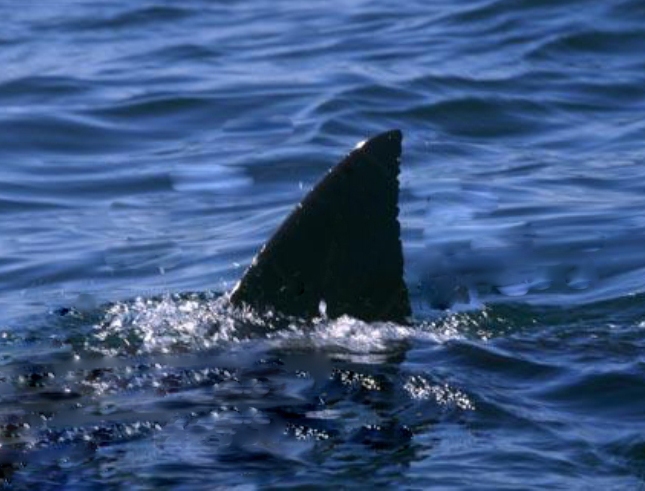Black Shark Fin 1 Home - 1Shark Fin L