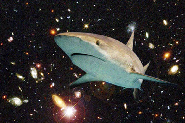 Shark with Stars